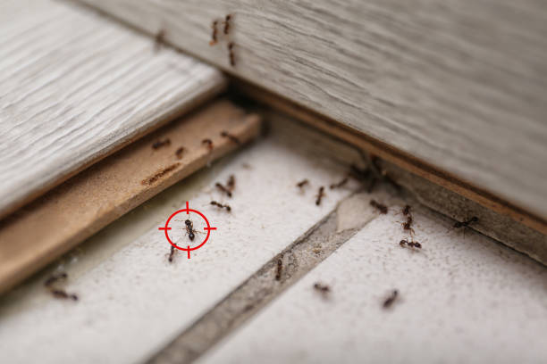 Best Pest Control Near Me  in Forest Oaks, NC