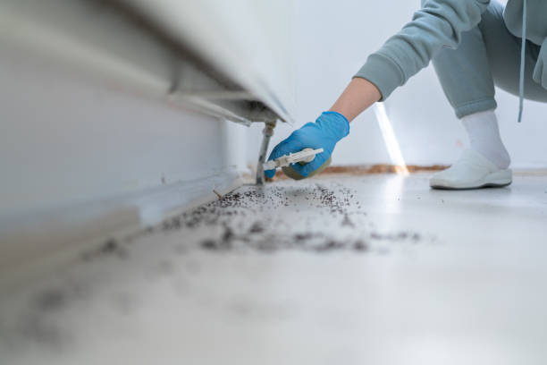 Best Termite Control Services  in Forest Oaks, NC